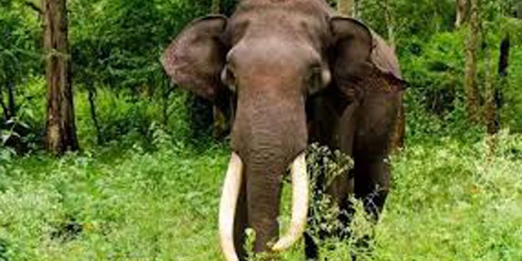 മറയൂരിൽ കാട്ടാന ആക്രമണത്തിൽ ഒരാൾ കൊല്ലപ്പെട്ടു