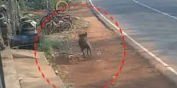 മലപ്പുറം അരീക്കോട്  മദ്രസ വിദ്യാർത്ഥികൾക്ക് നേരെ കാട്ടുപന്നി ആക്രമണം