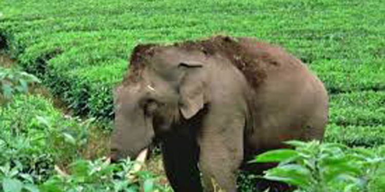 പടയപ്പയ്ക്ക് മദപ്പാട് കണ്ടെത്തി