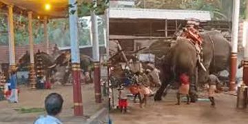 കൊയിലാണ്ടിയിൽ ആനയിടഞ്ഞ സംഭവം : നാട്ടാന പരിപാലന ചട്ടം ലംഘിച്ചെന്ന് റിപ്പോർട്ട്