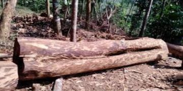 മുട്ടിൽ മരംമുറിക്കേസിലെ നടപടികൾ ഇഴയുന്നു