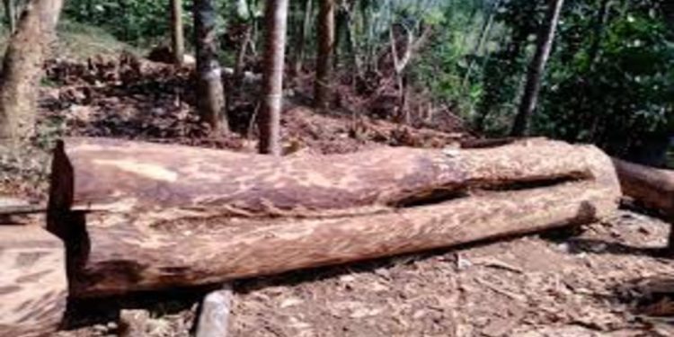 മുട്ടിൽ മരംമുറിക്കേസിലെ നടപടികൾ ഇഴയുന്നു