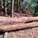 മുട്ടിൽ മരംമുറിക്കേസിലെ നടപടികൾ ഇഴയുന്നു
