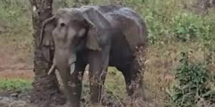 അതിരപ്പിള്ളിയിൽ മസ്തകത്തിന് പരിക്കേറ്റ് ചികിത്സയിലിരിക്കെ ചരിഞ്ഞ കൊമ്പന് അണുബാധയേറ്റിരുന്നുവെന്ന് പ്രാഥമിക പോസ്റ്റ്‌മോര്‍ട്ടം റിപ്പോർട്ട്