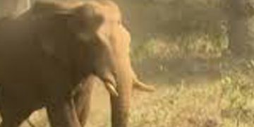 അതിരപ്പിള്ളിയിലെ മസ്തകത്തിൽ മുറിവേറ്റ ആനയെ നാളെ മയക്കുവെടി വെയ്ക്കും