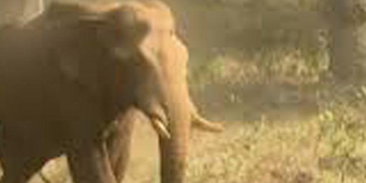 അതിരപ്പിള്ളിയിലെ മസ്തകത്തിൽ മുറിവേറ്റ ആനയെ നാളെ മയക്കുവെടി വെയ്ക്കും