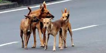 ആലപ്പുഴ ചെറിയനാട് തെരുവുനായ ആക്രമണത്തിൽ നിരവധി പേർക്ക് പരിക്ക്