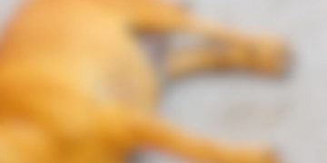 വളർത്തു നായയെ വെട്ടിക്കൊലപ്പെടുത്തിയതായി പരാതി