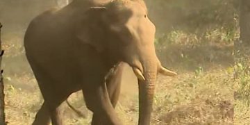 മുറിവേറ്റ കാട്ടുകൊമ്പനെ ചികിത്സിക്കാൻ ഡോ അരുൺ സക്കറിയയും സംഘവും അതിരപ്പിള്ളിയിലെത്തി