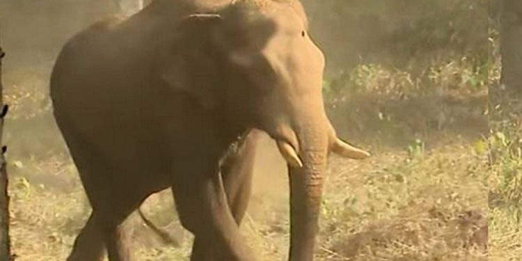 മുറിവേറ്റ കാട്ടുകൊമ്പനെ ചികിത്സിക്കാൻ ഡോ അരുൺ സക്കറിയയും സംഘവും അതിരപ്പിള്ളിയിലെത്തി