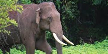 മൂന്നാറിൽ കാട്ടാന ആക്രമണം ; ഓടിക്കൊണ്ടിരുന്ന കാർ  കുത്തിമറിച്ചു