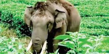 കാട്ടുകൊമ്പന്‍  പടയപ്പ മദപ്പാടിലാണെന്ന് വനംവകുപ്പ് അധികൃതര്‍