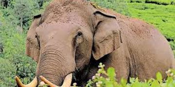 തിരുവനന്തപുരം പാലോട് മധ്യവയസ്കനെ കാട്ടാന ചവിട്ടിക്കൊന്ന നിലയില്‍ കണ്ടെത്തി