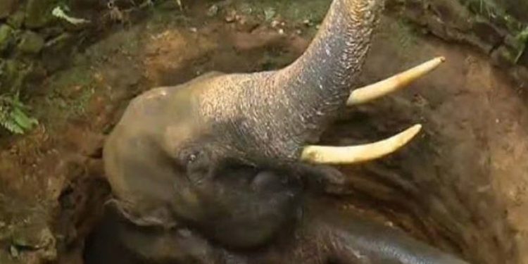 എടക്കരയില് ജനവാസ മേഖലയിൽ കാട്ടാനയെ ചരിഞ്ഞ നിലയിൽ കണ്ടെത്തി