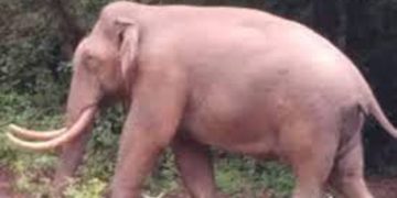 മൂന്നാറിൽ വീണ്ടും കാട്ടാന ആക്രമണം