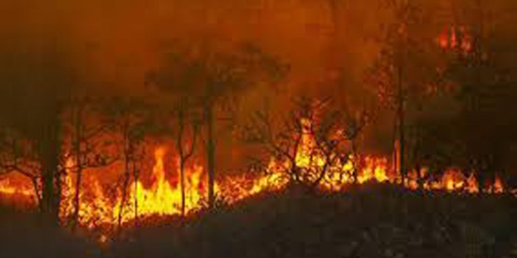 മാനന്തവാടി കമ്പമല വനപ്രദേശത്ത് വീണ്ടും കാട്ടുതീ പടർന്നു