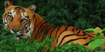 തലപ്പുഴ കമ്പിപ്പാലത്ത് ജനവാസ മേഖലയിൽ കടുവാ സാന്നിധ്യമെന്ന് പ്രദേശവാസികള്‍