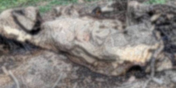 നിലമ്പൂർ നെല്ലിക്കുത്ത് വനത്തിൽ കാട്ടാനയുടെ ജഡം കണ്ടെത്തി