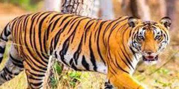 പുലി ഭീതിയില്‍ മുണ്ടക്കയം നിവാസികള്‍