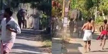 തൃശ്ശൂരില്‍ ഉത്സവത്തിന് എത്തിച്ച ആന ഇടഞ്ഞു ; രണ്ട് പേരെ കുത്തി, ഒരാള്‍ മരിച്ചു