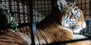 അമരക്കുനിയിൽ അഞ്ച് ആടുകളെ ഭ​​ക്ഷിച്ച് ഭീതി പരത്തിയ പെൺകടുവയെ തിരുവനന്തപുരം മൃ​ഗശാലയിലെത്തിച്ചു