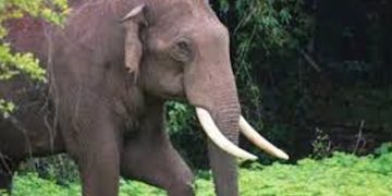 തൃശൂരില്‍ കാട്ടാന ആക്രമണത്തിൽ ഒരു മരണം