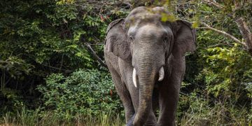 നിലമ്പൂരിൽ വീടിൻ്റെ മതിലും ഗേറ്റും തകർത്ത് കാട്ടാനകൾ