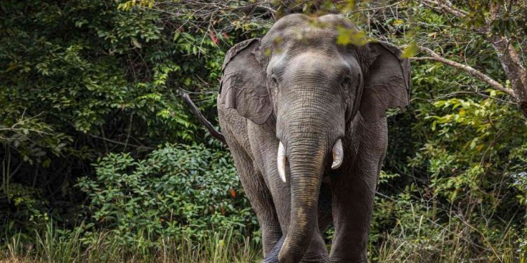 നിലമ്പൂരിൽ വീടിൻ്റെ മതിലും ഗേറ്റും തകർത്ത് കാട്ടാനകൾ