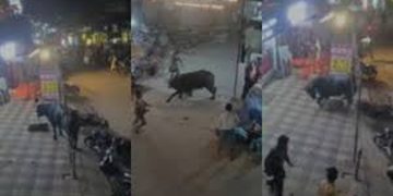 അമ്പലപ്പുഴയിൽ പെരുന്നാളിന് അറുക്കാനായി എത്തിച്ച പോത്ത് വിരണ്ടോടി