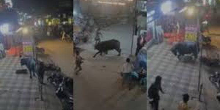 അമ്പലപ്പുഴയിൽ പെരുന്നാളിന് അറുക്കാനായി എത്തിച്ച പോത്ത് വിരണ്ടോടി