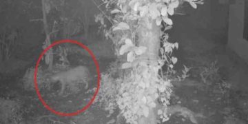 ചാലക്കുടി നഗരത്തിൽ കണ്ട പുലിയെ പിടിക്കാനായി കൂട് സ്ഥാപിച്ചു