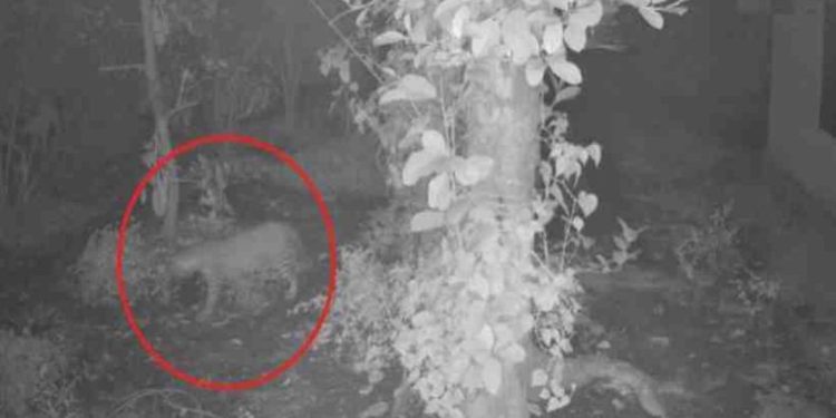 ചാലക്കുടി നഗരത്തിൽ കണ്ട പുലിയെ പിടിക്കാനായി കൂട് സ്ഥാപിച്ചു