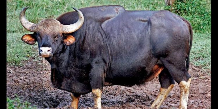 ഇടുക്കി കാളിയാറിൽ ജനവാസമേഖലയ്ക്കു സമീപം കാട്ടുപോത്തുകൾ