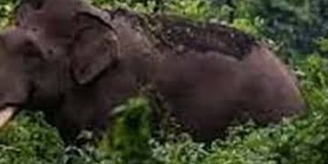 നെല്ലിയാമ്പതിയിൽ കാട്ടാനയുടെ ആക്രമണത്തിൽ തോട്ടം തൊഴിലാളിക്ക് പരിക്കേറ്റു