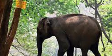 അതിരപ്പിള്ളിയിൽ പരിക്കേറ്റ കാട്ടാന ഏഴാറ്റുമുഖം ഗണപതിക്ക് ചികിത്സ നൽകുമെന്ന് വനം വകുപ്പ്