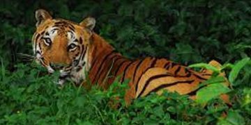 ഗ്രാമ്പിയിൽ ഇറങ്ങിയ കടുവയെ മയക്കുവെടി വെച്ച് വലയിലാക്കി ദൗത്യസംഘം