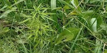 ആലപ്പുഴ ചേർത്തലയിൽ ഇതര സംസ്ഥാന തൊഴിലാളികൾ താമസിക്കുന്ന ഷെഡിന് സമീപം കഞ്ചാവ് ചെടികൾ വളർത്തിയയാളെ എക്സൈസ് പിടികൂടി