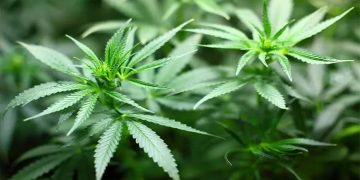 ചടയമംഗലത്ത് വീട്ടിൽ കഞ്ചാവ് കൃഷി നടത്തിയയാളെ എക്സൈസ് പിടികൂടി