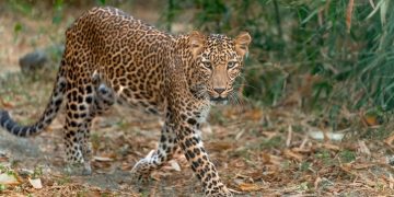 ഗോകുൽ എസ്റ്റേറ്റിനുള്ളിൽ പുലിയെ കണ്ടതായി അഭ്യൂഹം