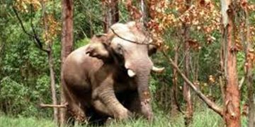 കരിക്കോട്ടക്കരിയിൽ ജനവാസ മേഖലയിൽ ഭീതി പരത്തി കാട്ടാന