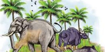 നാട്ടിലിറങ്ങുന്ന വന്യ മൃഗങ്ങളെ വെടിവെച്ചു കൊല്ലാനുള്ള കോഴിക്കോട് ചക്കിട്ടപ്പാറ പഞ്ചായത്തിൻ്റെ തീരുമാനത്തിനെതിരെ വനം വകുപ്പ്