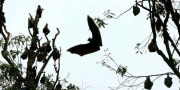 മലപ്പുറം തിരുവാലിയിൽ വവ്വാലുകൾ കൂട്ടത്തോടെ ചത്ത നിലയിൽ