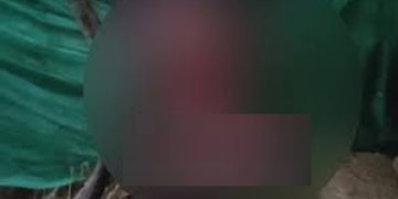 വയനാട് വെള്ളമുണ്ടയിൽ പശുക്കിടാവിനെ വന്യജീവി ആക്രമിച്ചു കൊന്നു