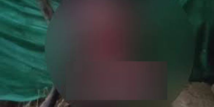 വയനാട് വെള്ളമുണ്ടയിൽ പശുക്കിടാവിനെ വന്യജീവി ആക്രമിച്ചു കൊന്നു