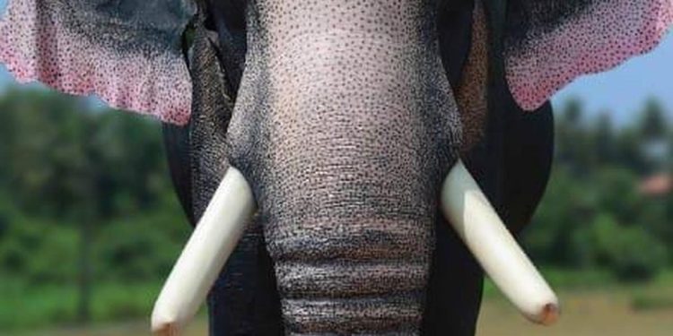 പൊട്ടിയൊലിക്കുന്ന മുറിവുകളുമായി ക്ഷേത്രോത്സവത്തിന് ആനയെ എഴുന്നള്ളിച്ചു ; വനം വകുപ്പിന് പരാതി