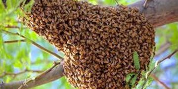 കണ്ണൂർ കൂത്തുപറമ്പിൽ അങ്കണവാടി വർക്കർക്ക് തേനീച്ച ആക്രമണത്തിൽ പരിക്ക്