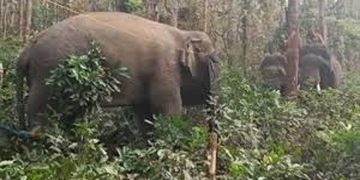 പാലക്കാട് കാട്ടാന ഓട്ടോറിക്ഷ തകർത്തു