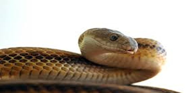 ചേരയെ സംസ്ഥാന ഉരഗമായി പ്രഖ്യാപിക്കണമെന്ന നിര്‍ദേശവുമായി വനംവകുപ്പ്