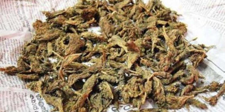 വിദ്യാർത്ഥിനിക്കെത്തിയ അജ്ഞാത പാഴ്സലിൽ കഞ്ചാവ് കണ്ടെത്തി ; കേസെടുത്ത് പോലീസ്