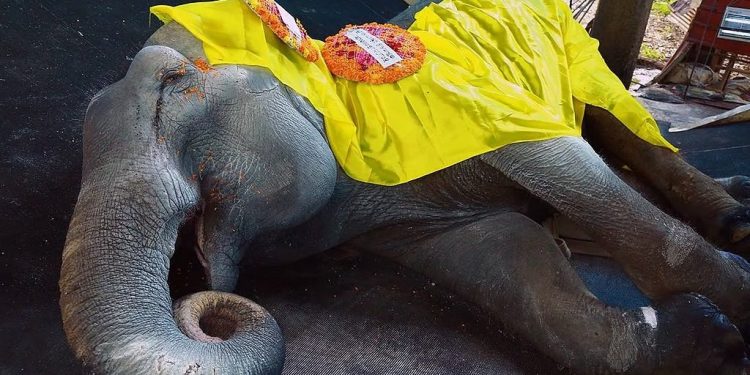 ഗുരുവായൂര് ദേവസ്വം പുന്നത്തൂര് ആനക്കോട്ടയിലെ പിടിയാന നന്ദിനി ചരിഞ്ഞു